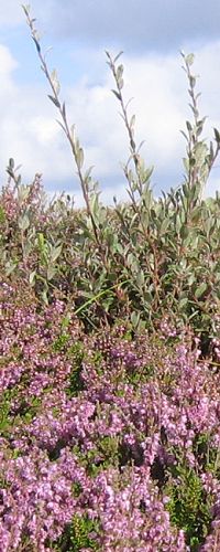 Efterr - lyngen blomstrer